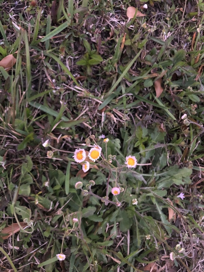 Oakleaf Fleabane photo 8