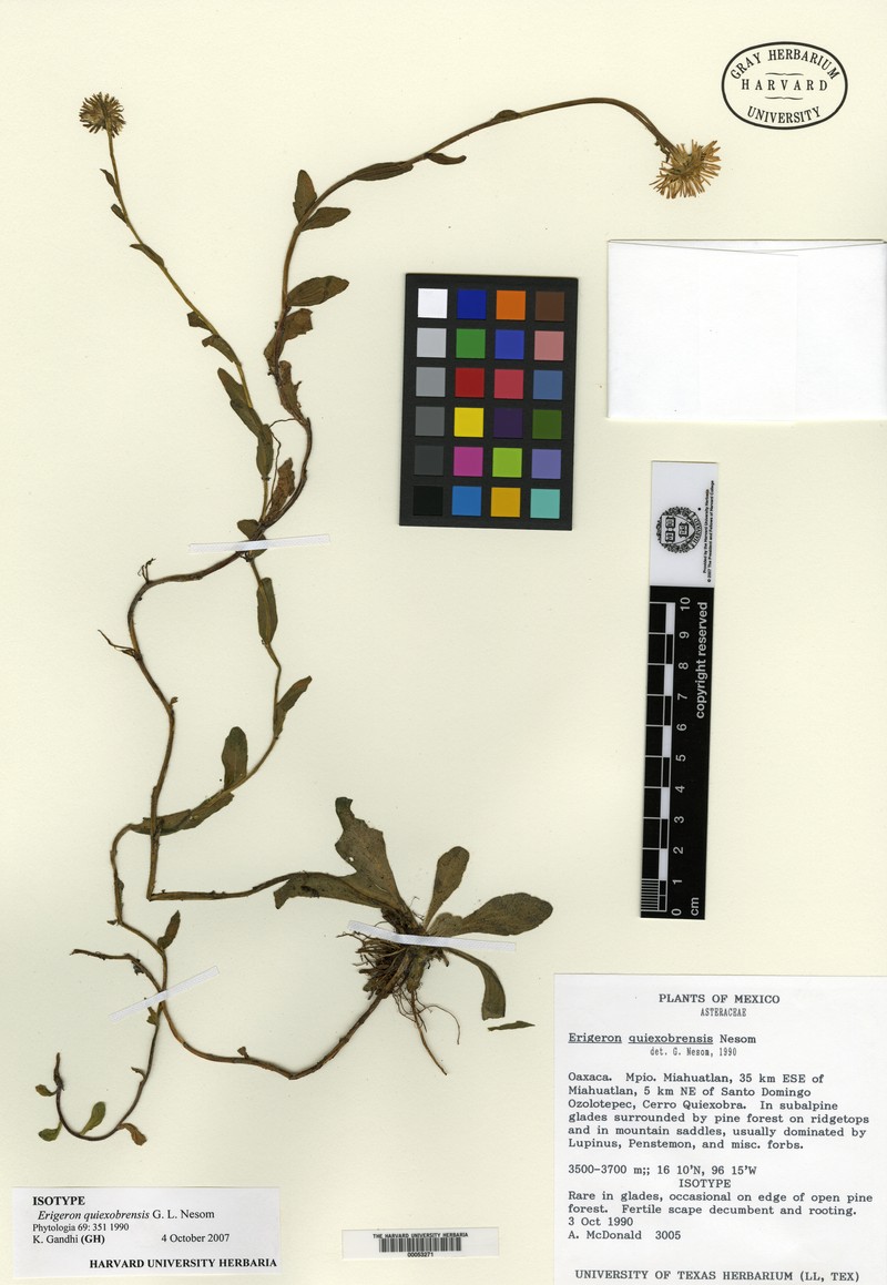Erigeron quiexobrensis photo 2
