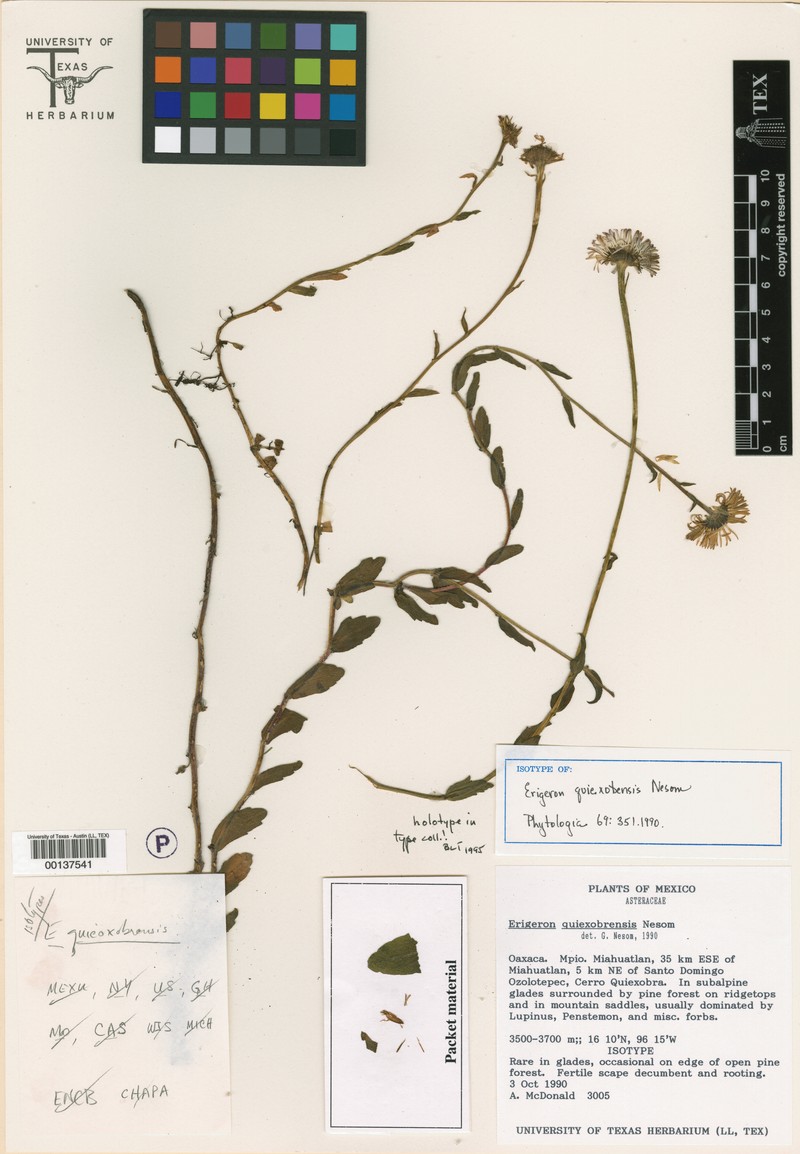 Erigeron quiexobrensis photo 3