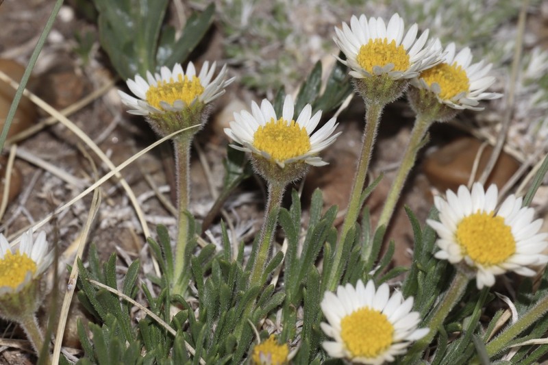 Huber's Fleabane