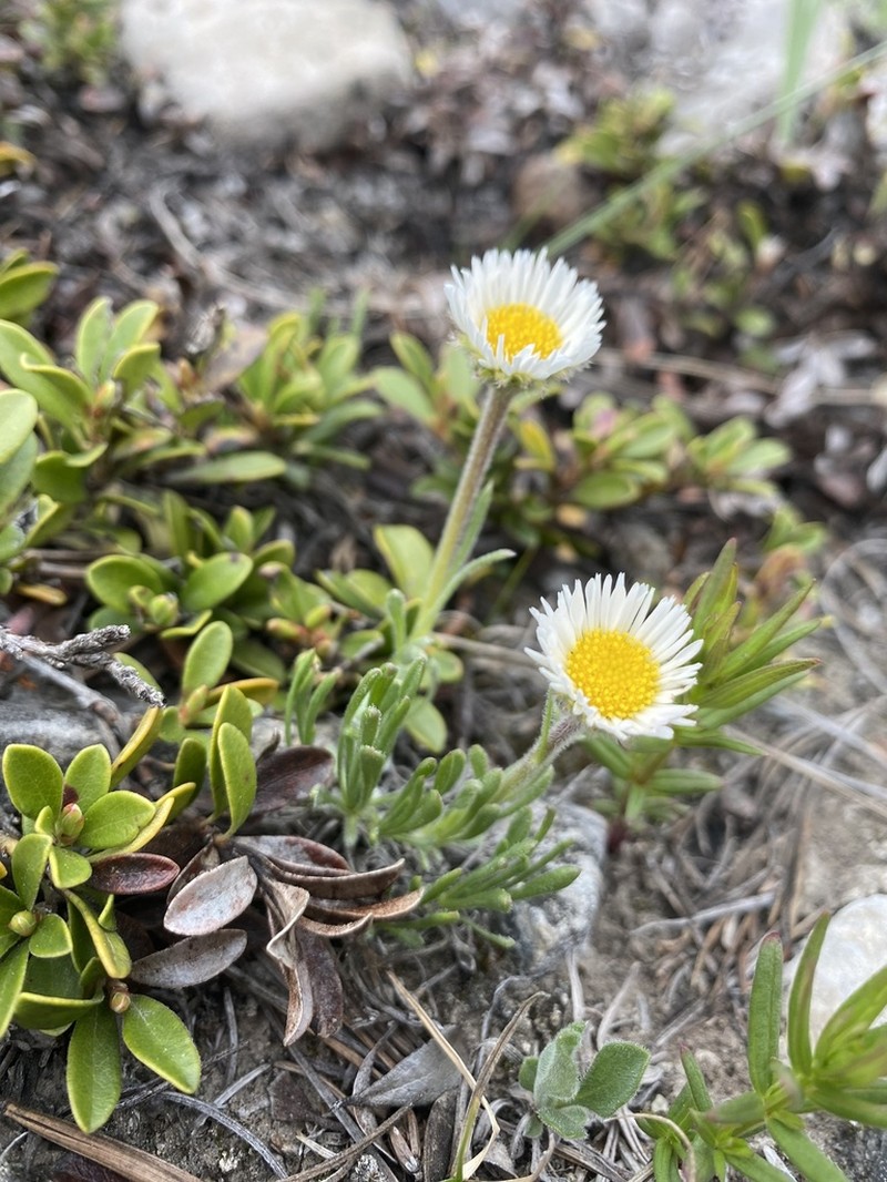 Huber's Fleabane photo 5