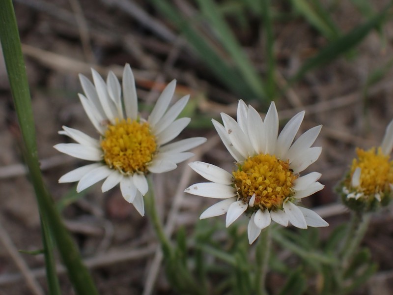 Taproot Fleabane photo 2