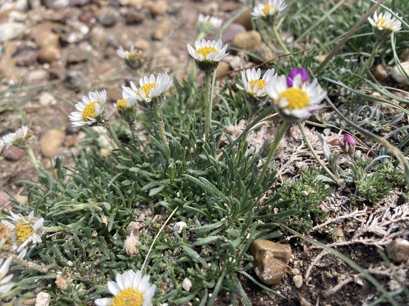 Taproot Fleabane photo 3