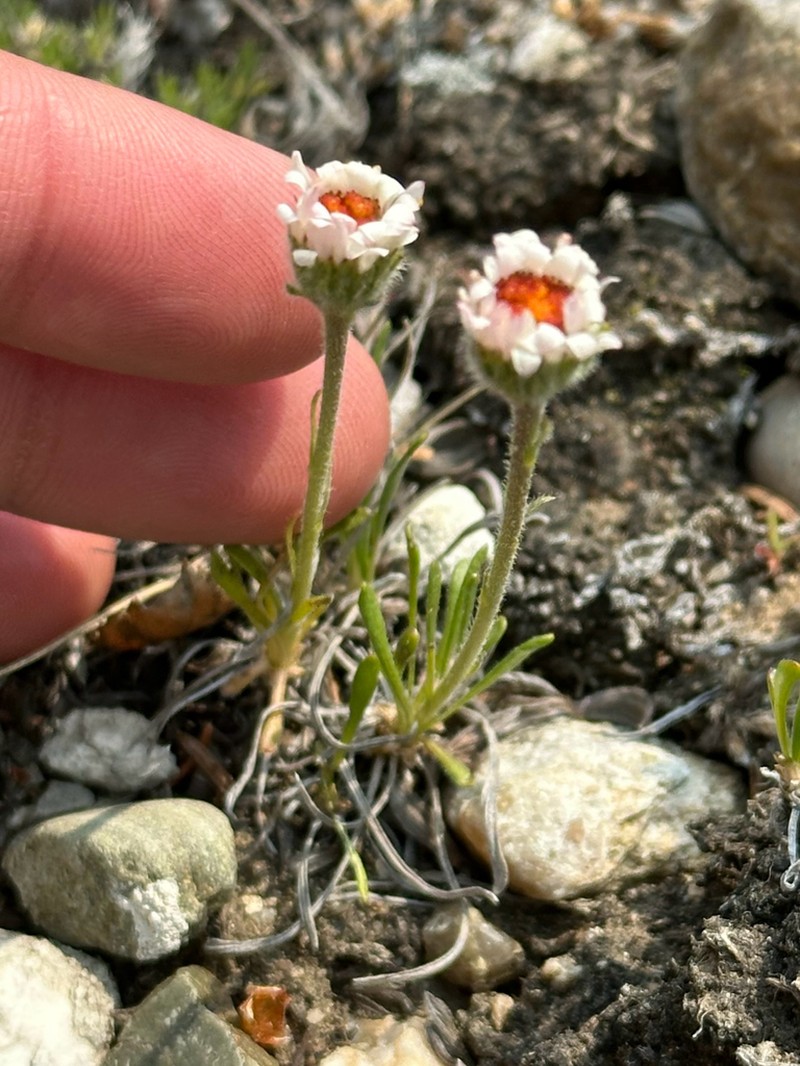 Taproot Fleabane photo 4