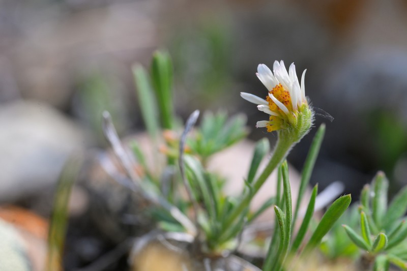 Taproot Fleabane photo 6