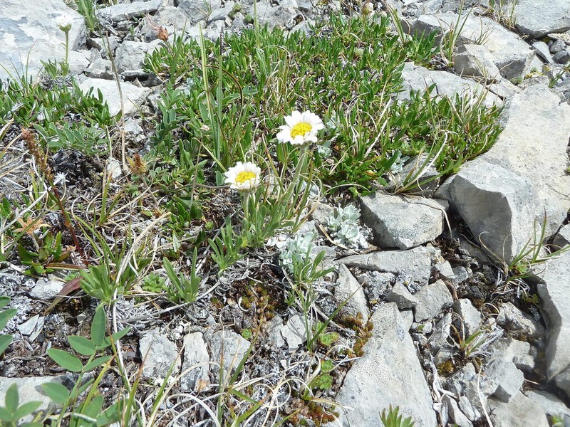 Taproot Fleabane photo 7