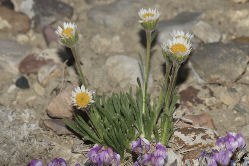 Taproot Fleabane photo 8