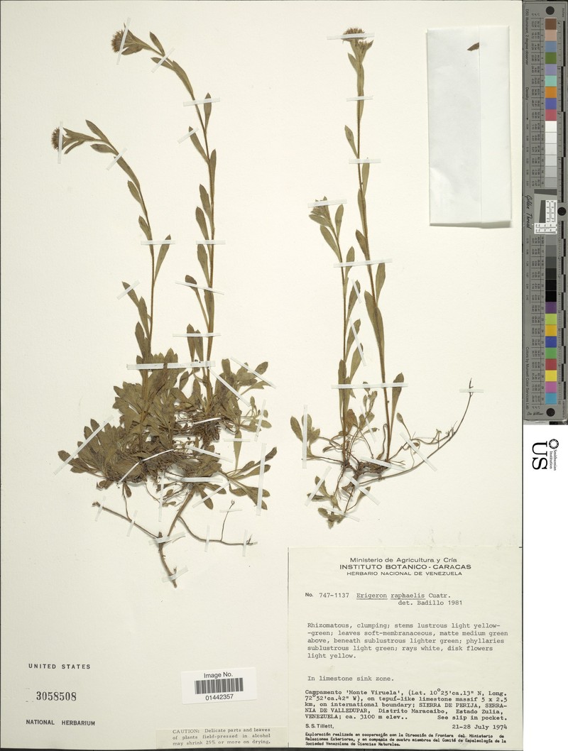 Erigeron raphaelis