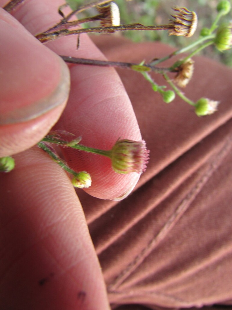 Erigeron reconditus