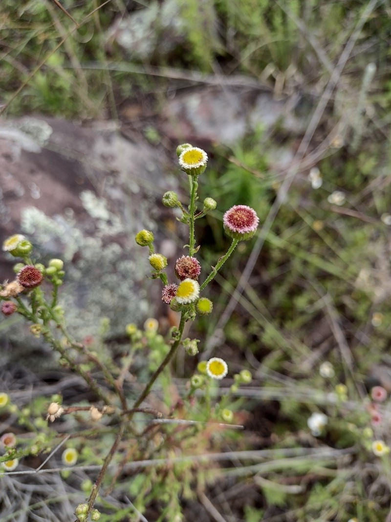 Erigeron reconditus photo 2