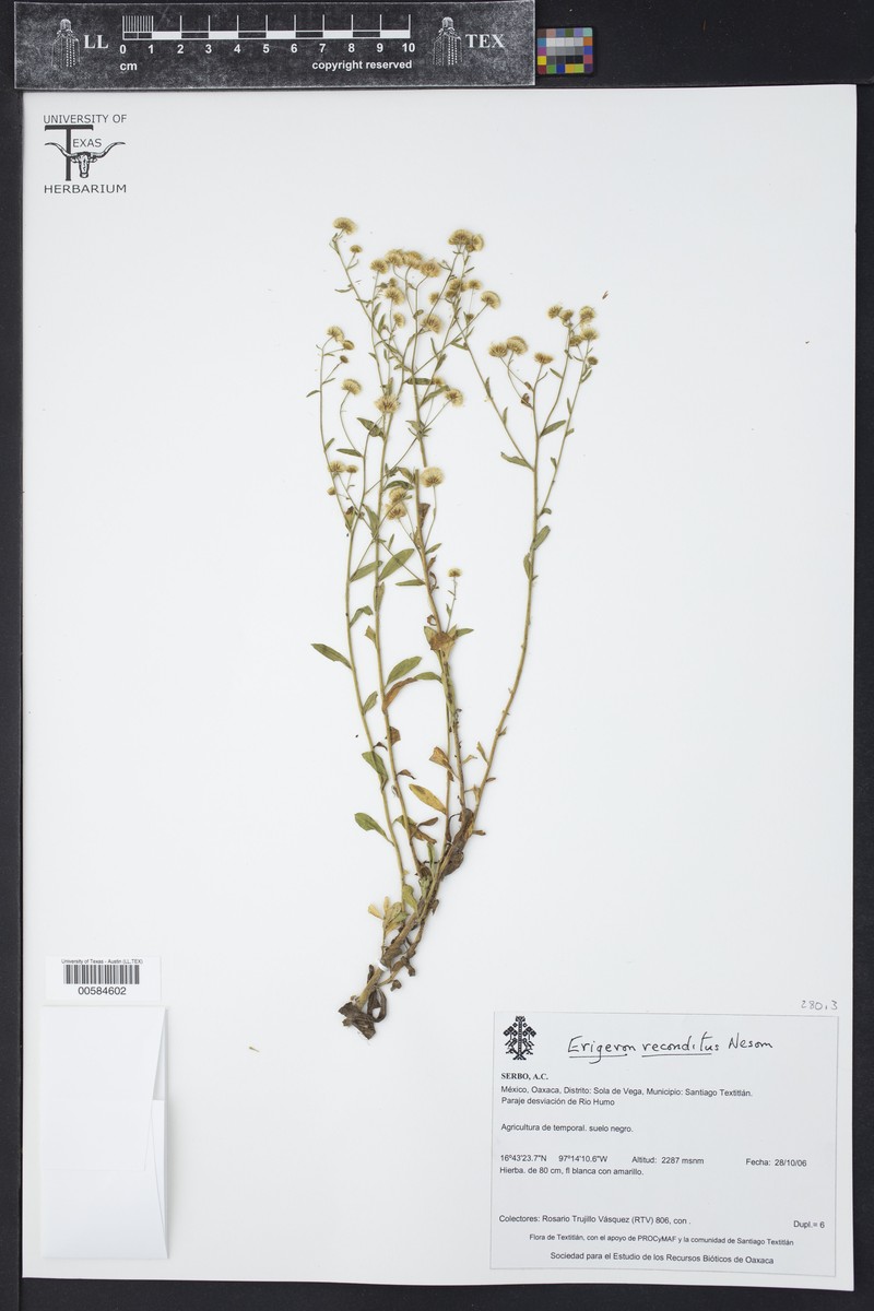 Erigeron reconditus photo 4