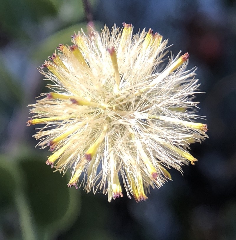 Lesser California Rayless Fleabane photo 2