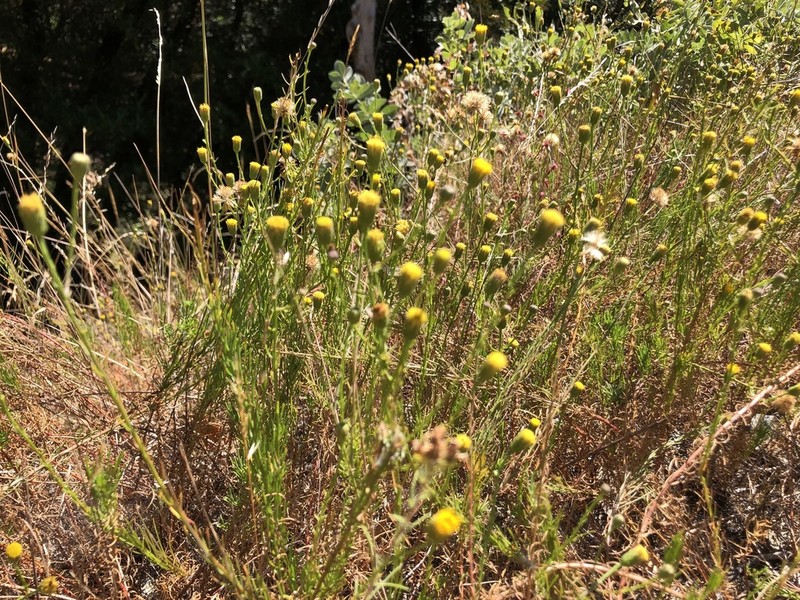 Lesser California Rayless Fleabane photo 3