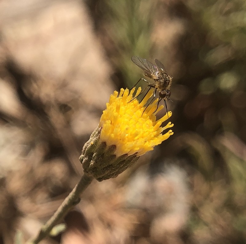 Lesser California Rayless Fleabane photo 4