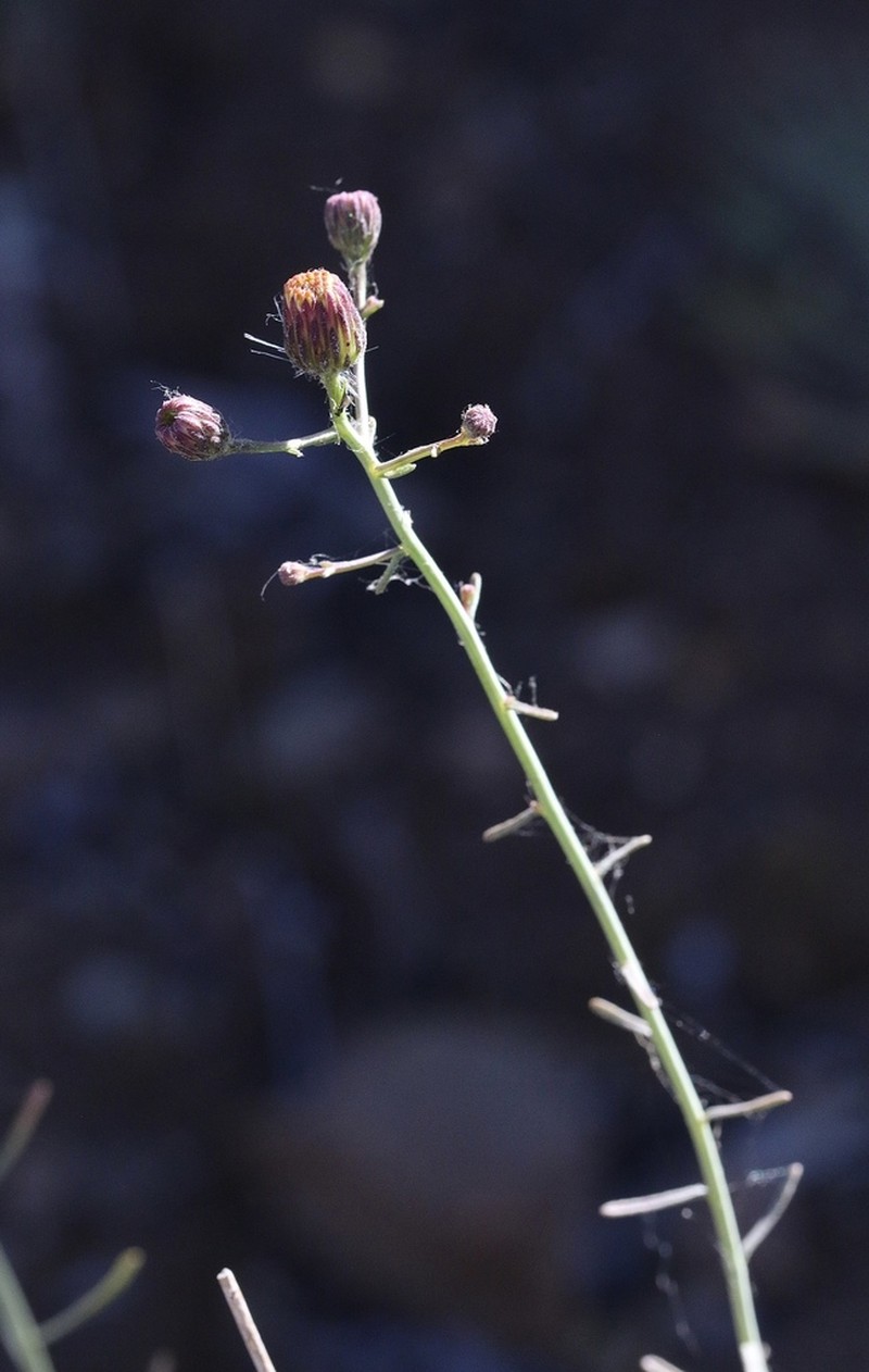 Lesser California Rayless Fleabane photo 5