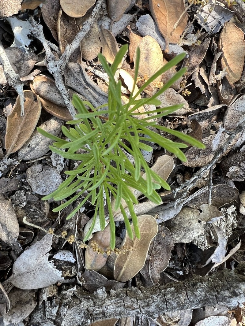 Lesser California Rayless Fleabane photo 6