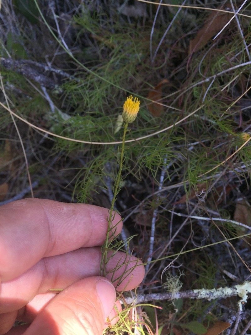 Lesser California Rayless Fleabane photo 7