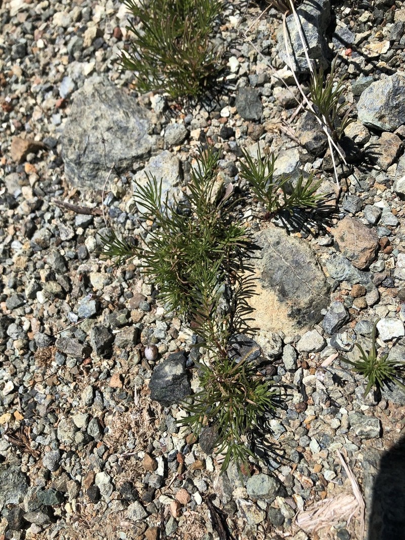 Lesser California Rayless Fleabane photo 8