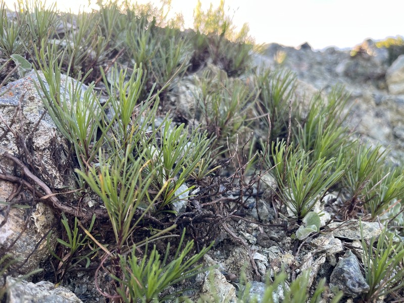 Serpentine Fleabane