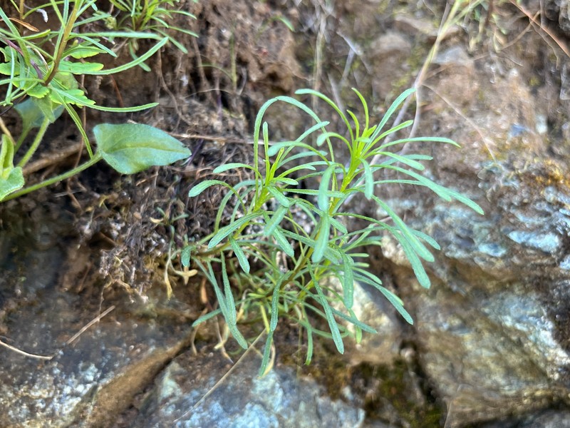 Serpentine Fleabane photo 2