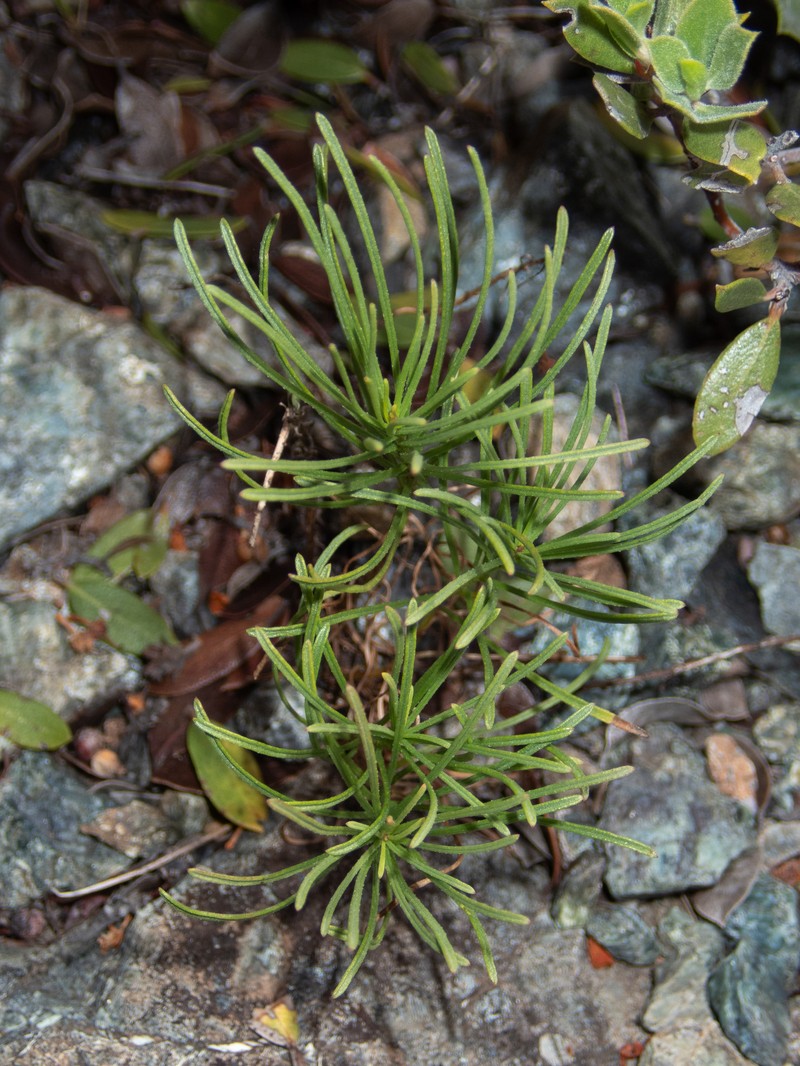 Serpentine Fleabane photo 3