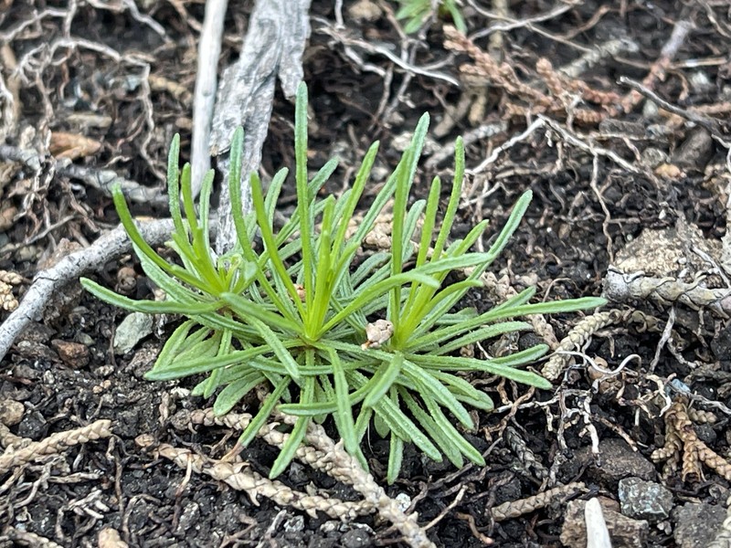 Serpentine Fleabane photo 4