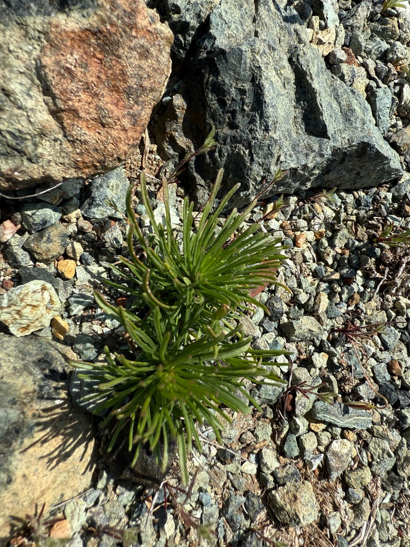 Serpentine Fleabane photo 5
