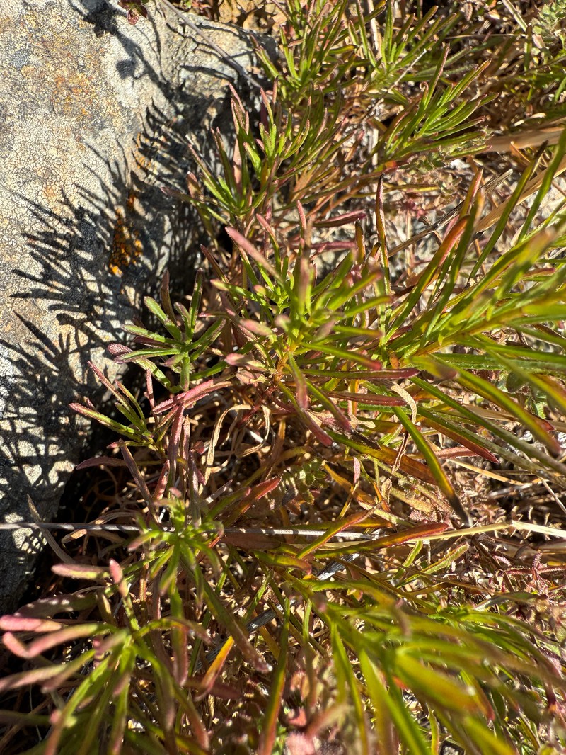 Serpentine Fleabane photo 6