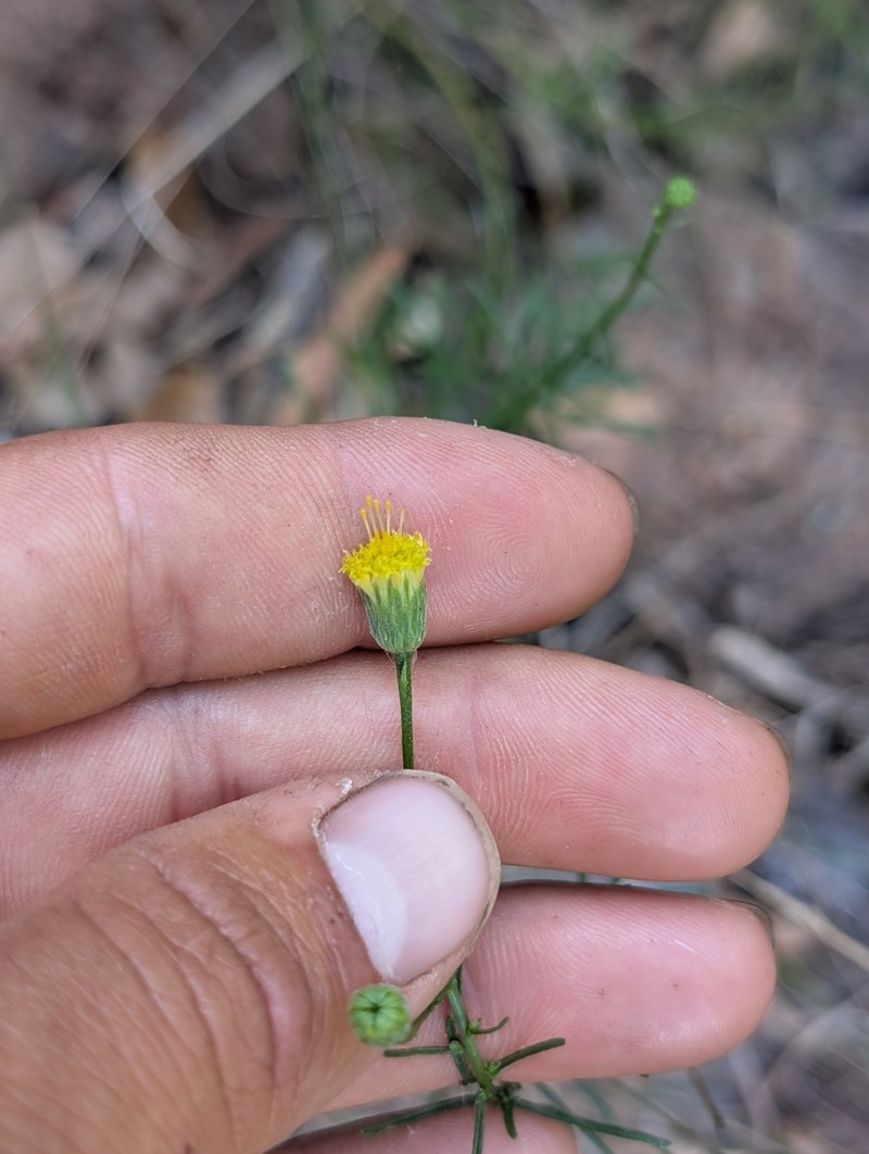 Serpentine Fleabane photo 7