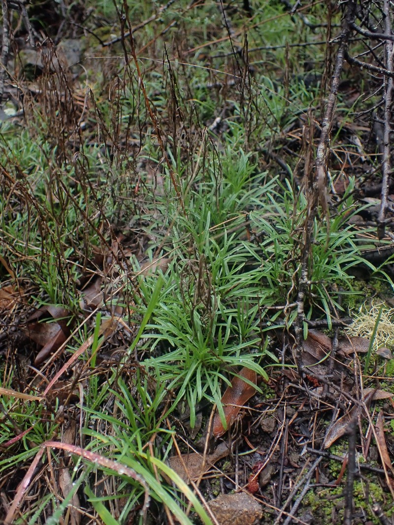 Serpentine Fleabane photo 8
