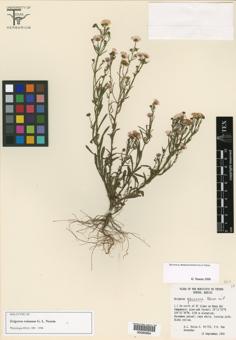 Erigeron reinanus