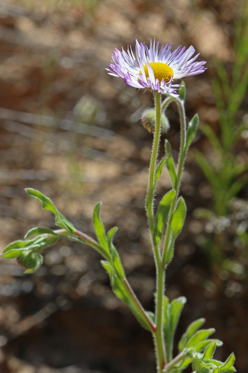 Clear Creek Fleabane