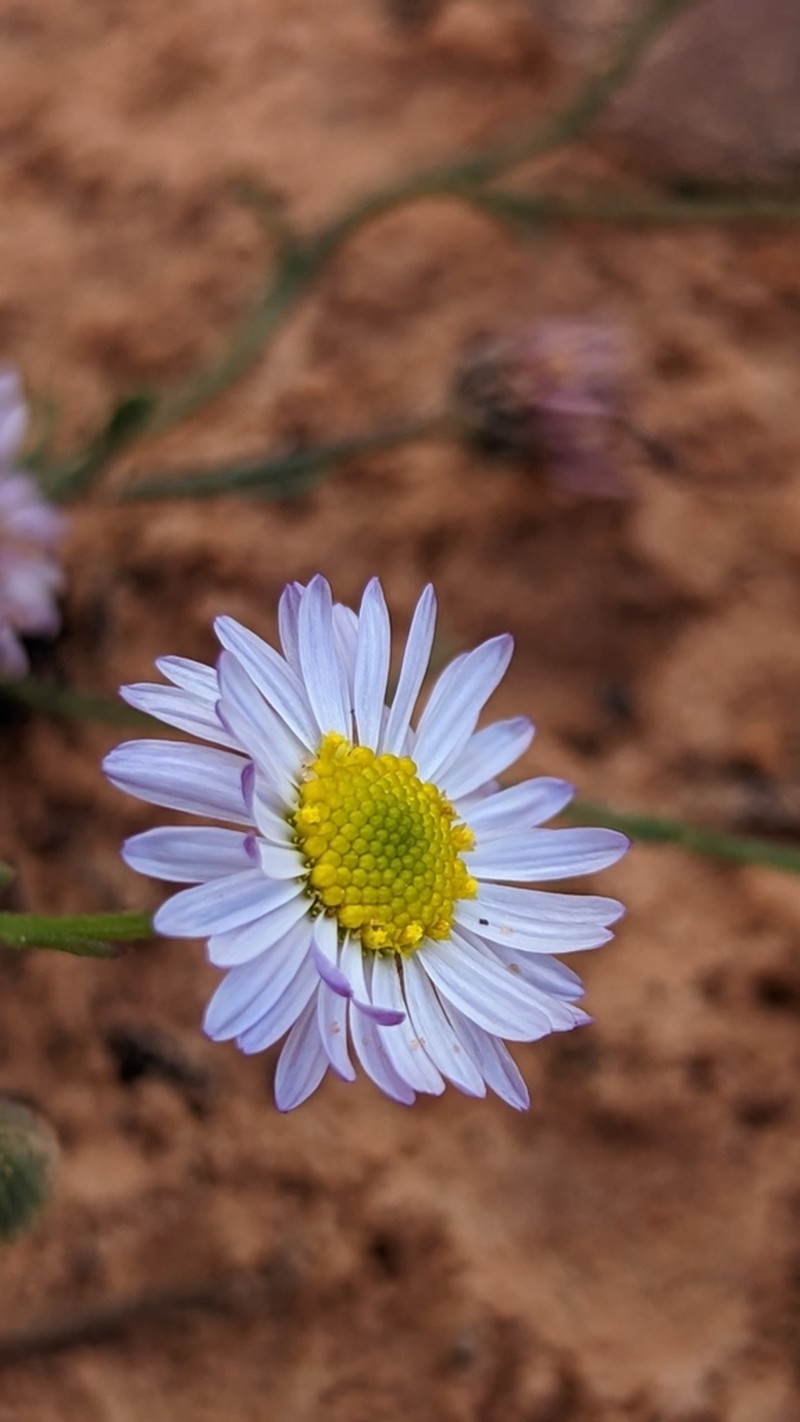Clear Creek Fleabane