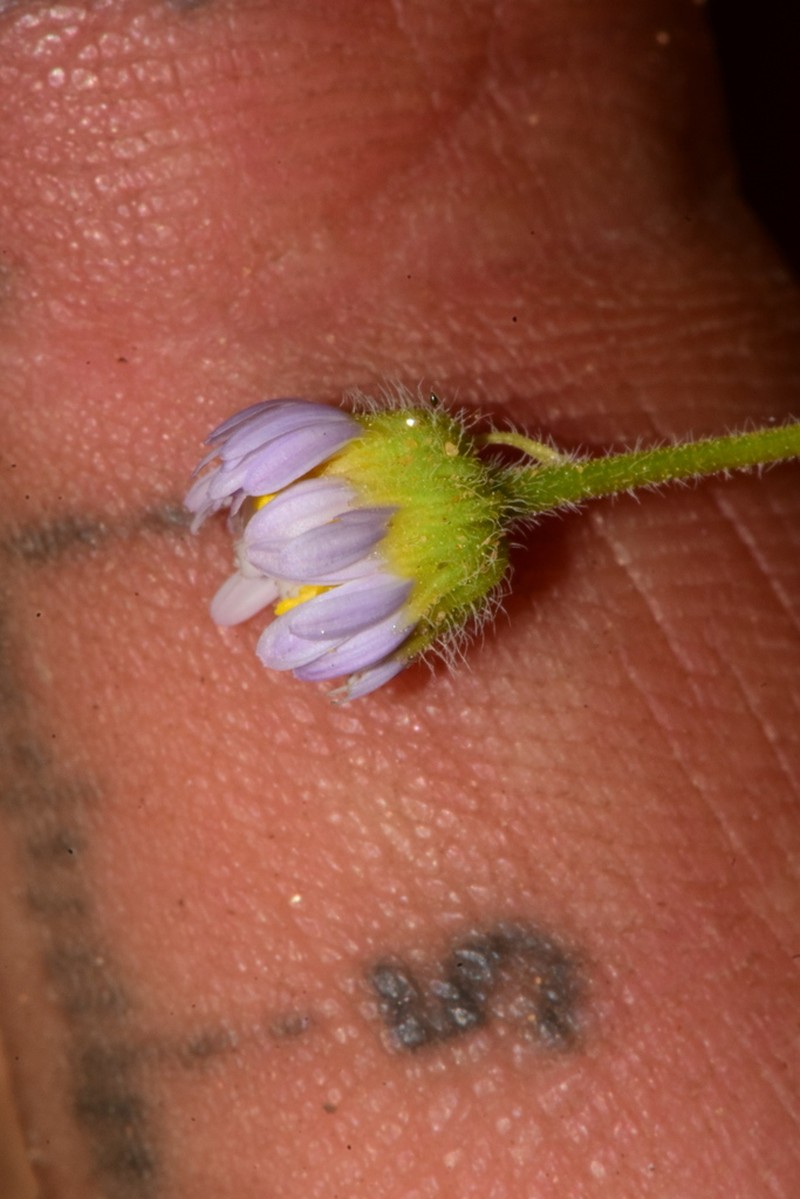 Clear Creek Fleabane photo 2