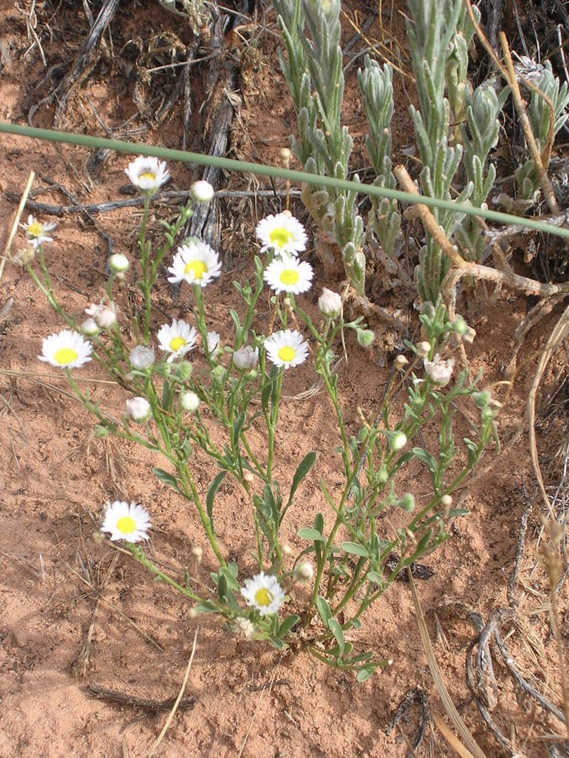 Clear Creek Fleabane photo 3