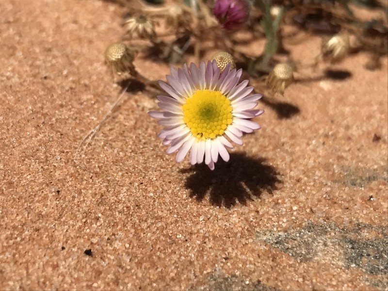 Clear Creek Fleabane photo 4