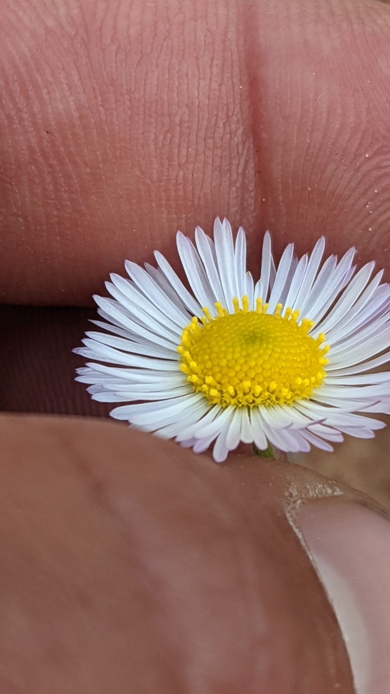 Clear Creek Fleabane photo 6