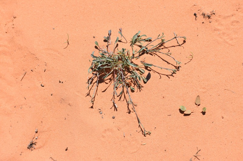 Clear Creek Fleabane photo 7
