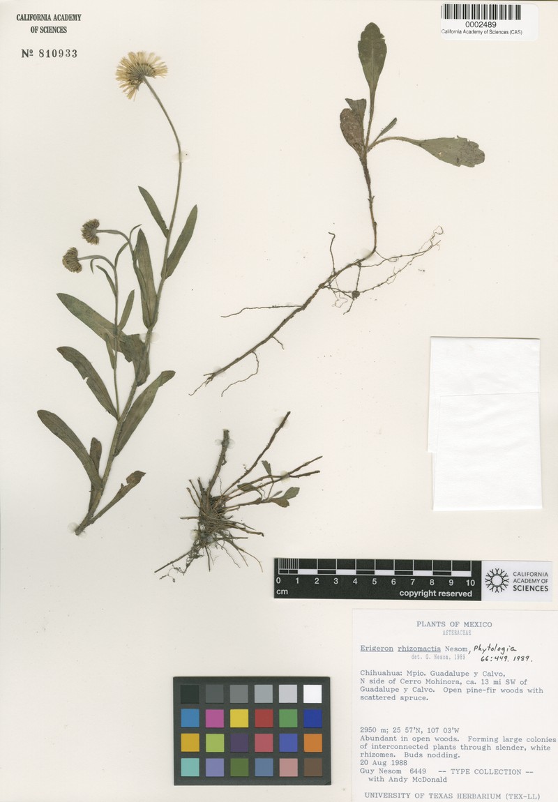 Erigeron rhizomactis