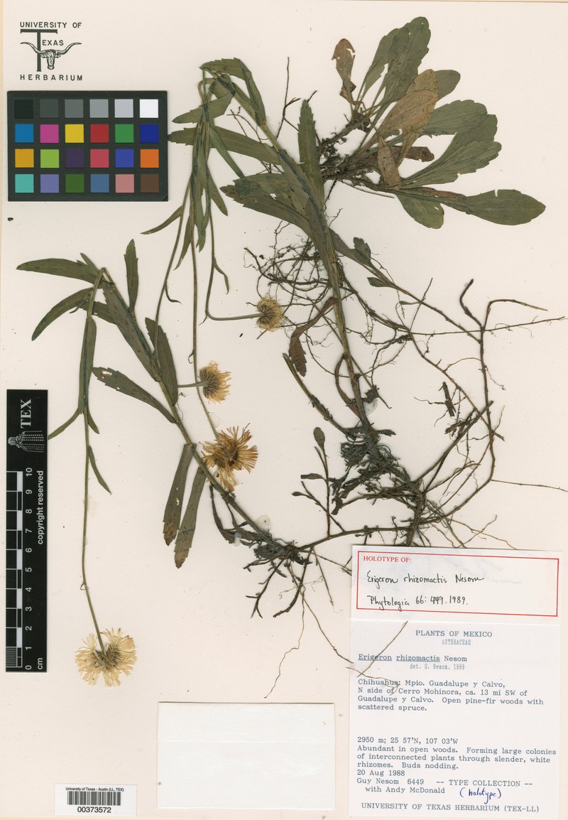 Erigeron rhizomactis photo 3