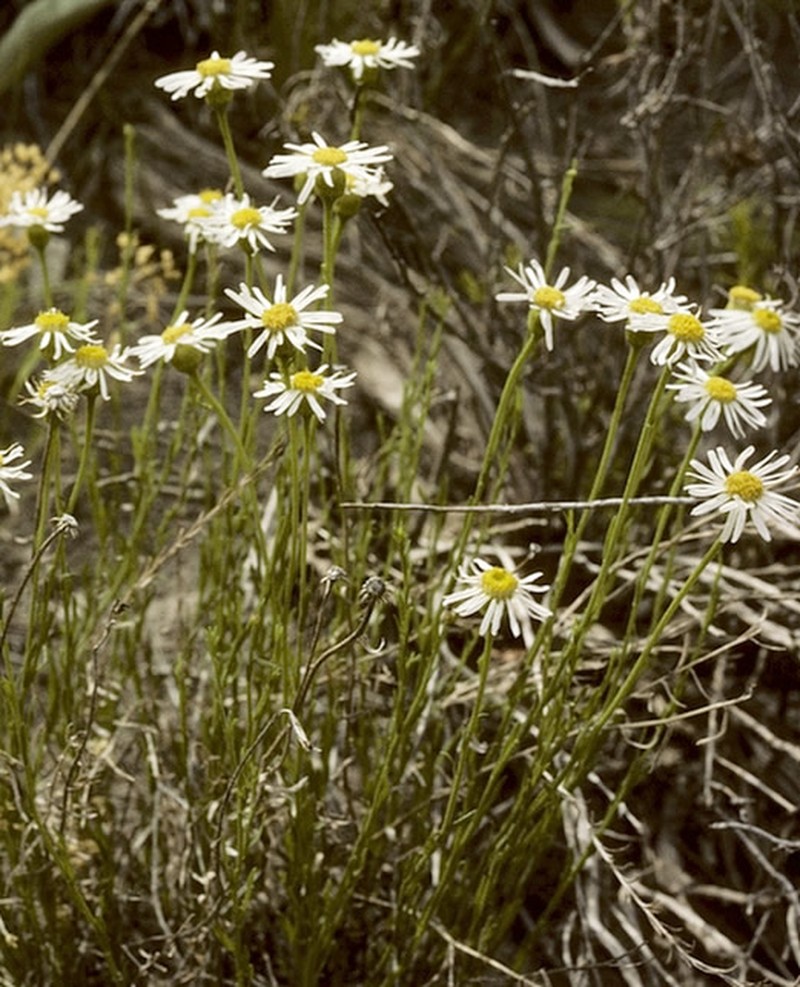 Rhizome Fleabane