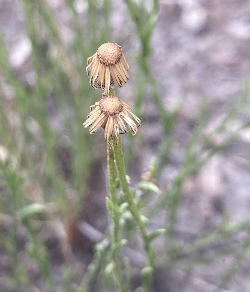 Rhizome Fleabane