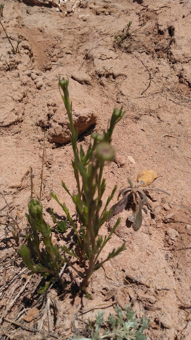 Rhizome Fleabane photo 2