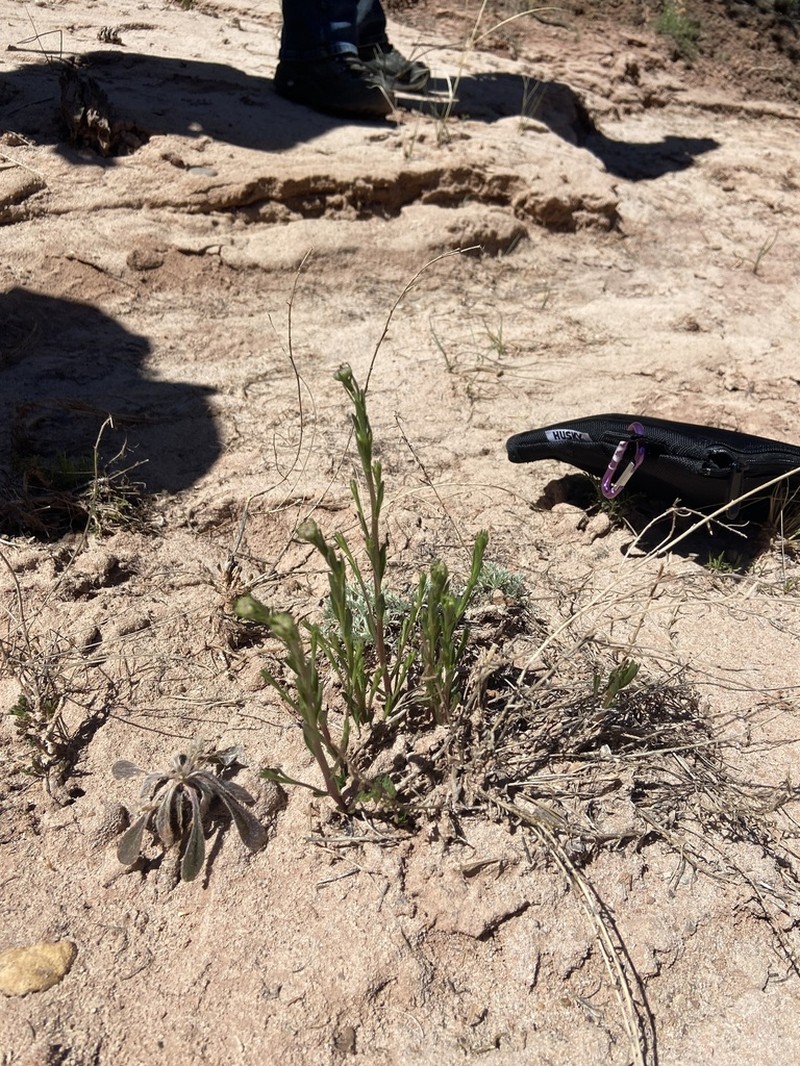Rhizome Fleabane photo 3