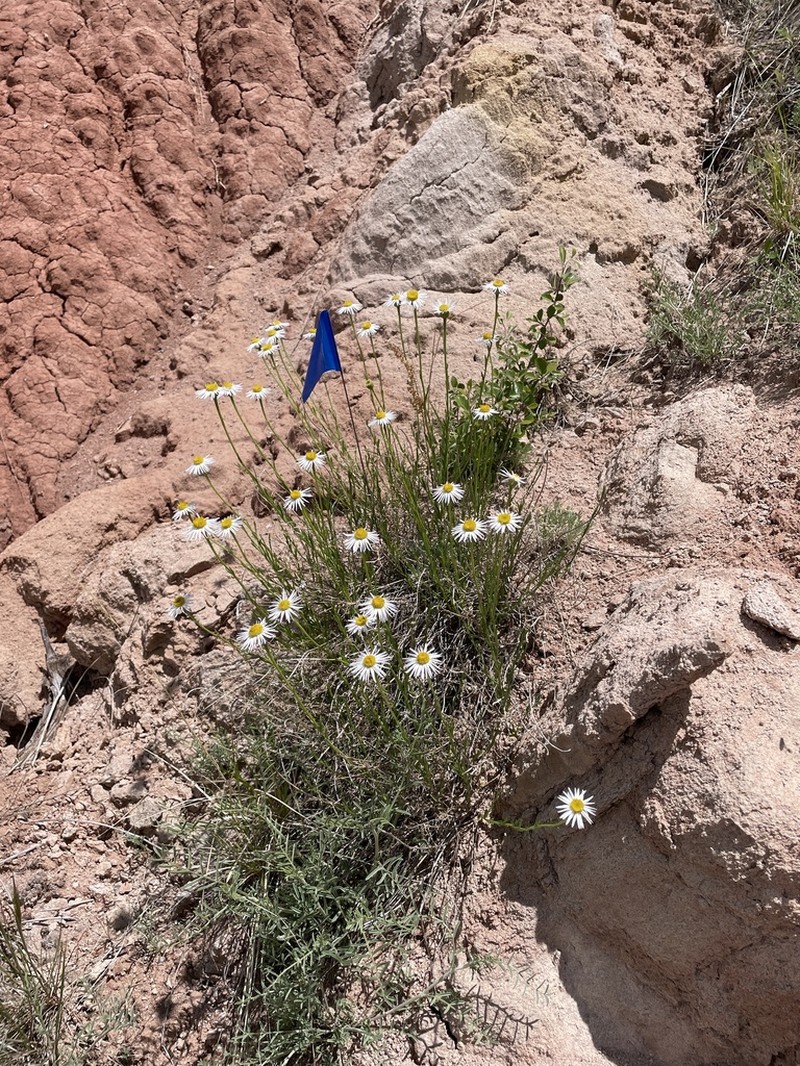 Rhizome Fleabane photo 4
