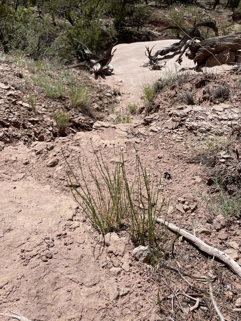 Rhizome Fleabane photo 5