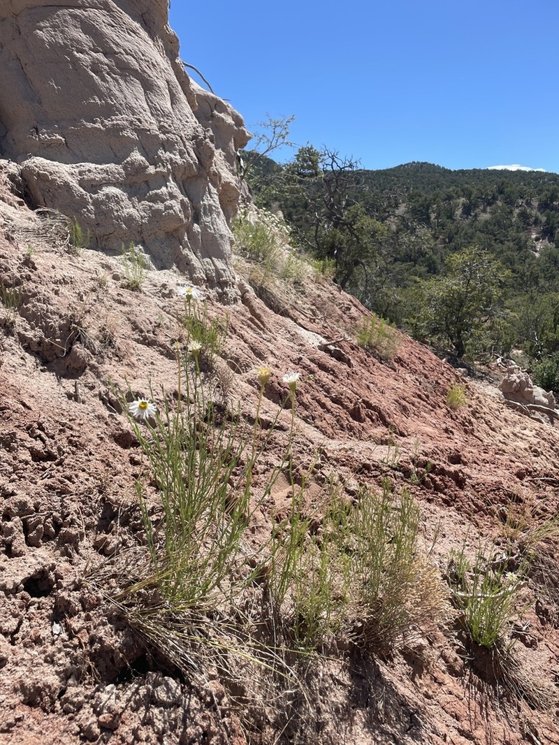 Rhizome Fleabane photo 6