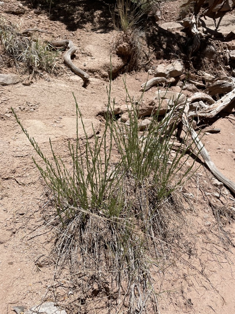 Rhizome Fleabane photo 7