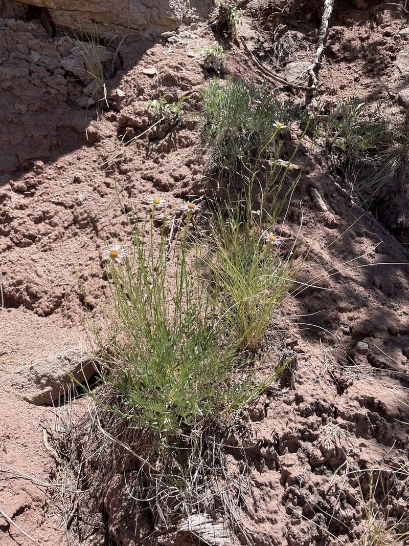 Rhizome Fleabane photo 8