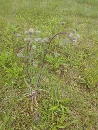 Erigeron rigidus